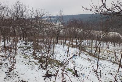 Teren 704 mp Breazu – asfalt + utilități – priveliște spre pădure – ideal casă - 6
