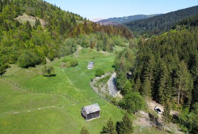 Teren 12,127mp Frasin / Drumul Forestier Valea Seacă - 13