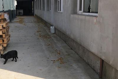 Hala productie P+1E si teren intravilan 2992 mp, Piatra Neamt - 2