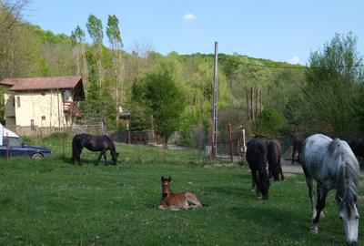 Teren Construcții intravilan de 220 mp, în Cosmina de Sus