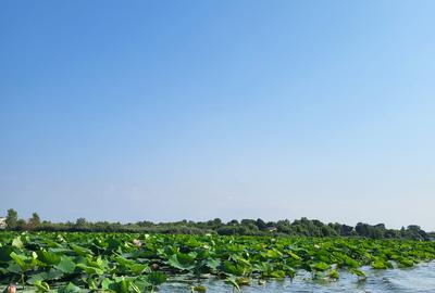 VANZARE TEREN INTRAVILAN CU ACCES LAC - SNAGOV SE VINDE LOTIZAT SAU INTEGRAL - 5