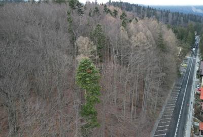 Teren in vecinatatea Castelului Peles - SINAIA - 22