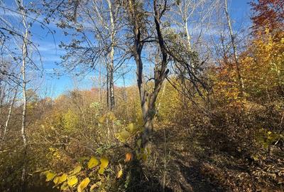 Teren langa pădure 6400mp+casa demolabila-deschidere 35 ml - 16