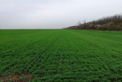 Teren agricol extravilan de 10000 mp, în Afumați