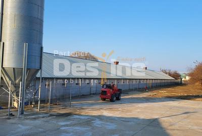 AFACERE LA CHEIE  FERMA DE  PORCI - 5