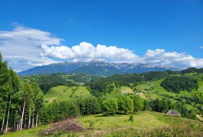 Teren 3 ha Moieciu de Jos | Drumul Carului I Panoramă | Utilitati - 1