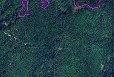 Teren pădure 64000 mp Pietroasa spre Boga - 1