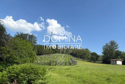 *Domeniu* cu potential turistic - casa de vis, livada si vie - Bumbesti-Jiu - 10