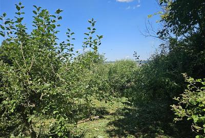 Teren , strada M. Sadoveanu, 7 ari. - 5