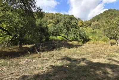 Teren la padure de vanzare Talmaciu Podu Olt - 7