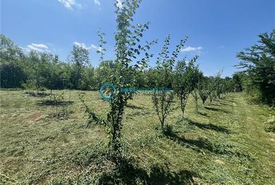 Royal Imobiliare-Vanzare Vila Zona Romanesti - 28