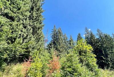 Teren Intravilan Predeal - Acces direct DN - Priveliste deosebita - 17