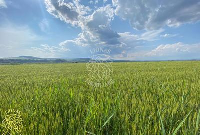 Teren -4.300 mp - Arabil - Chintelnic - 3