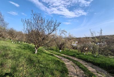 Moșia cu casa în vârf de deal, Scorțeni - Prahova, comision 0% - 3