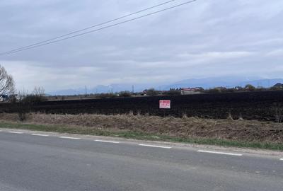 Teren 50000mp Extravilan-Intrare Halchiu-Cod 5235 - 2