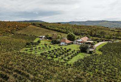 Proprietate istorică , crama +vie DOC + distilerie +loc. evenimente+ 20000 vin - 9
