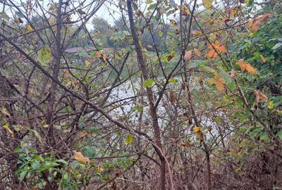 OAZA DE LINISTE SI RAFINAMENT LA MALUL LACULUI - 5