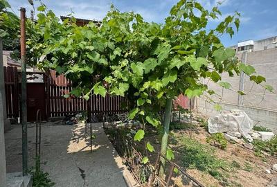 CASA DE VANZARE - INEL 1 - 3 CAMERE+ANEXE - - 16