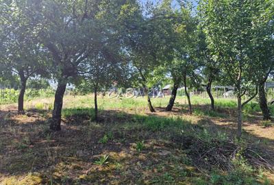 Casa 3 Camere + Teren si Anexe, Tirculesti- Danesti - 15