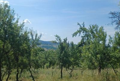 24.141 mp 1h30' de Bucuresti -  ideal casa sau complex retreat - 4