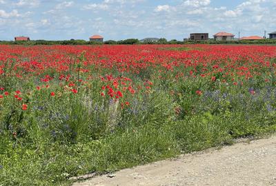 Teren Construcții intravilan de 720 mp, în Remetea Mare