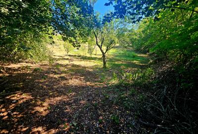 Teren intravilan 2322 mp, Păcuri – vedere superbă spre pădure! - 9