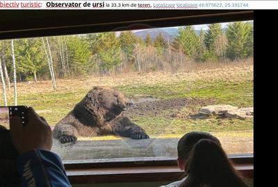 Vânzare teren extravilan, 4 ha pădure, zona turistică Liban, Harghita - 14