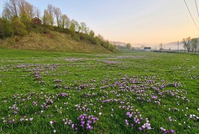 Teren de vanzare in Bucovina - 6