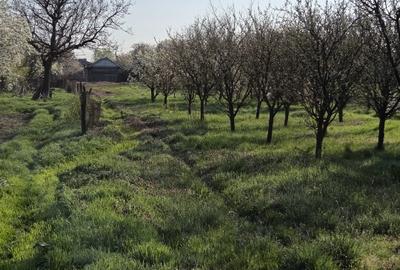 Tartasesti – casa si teren 2.000 mp de vanzare - 3