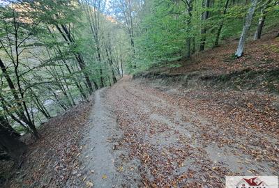 Vanzare casa cu 17399 mp teren Vintu de Jos - Valea Vintului - 7