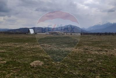 Teren 10,000mp Rasnov / Drumul Panicel - 2