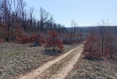 Teren intravilan de vanzare in Paleu, aprape de padure, Bihor - 4