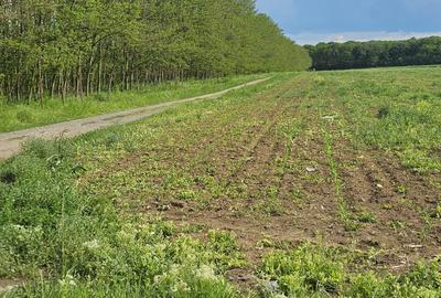 Teren intravilan - 4752 mp - 8 loturi de 594 mp - com Gruiu-Lipia - km 31 A3 - 1