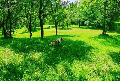 Teren intravilan Talea situat in mijlocul naturii ! - 6