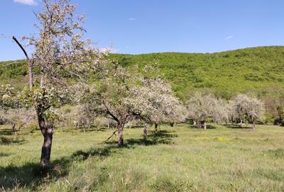 Teren de Vânzare, Budeasa Mica – Potrivit pentru Casă de Vacanță sau Investiție - 15