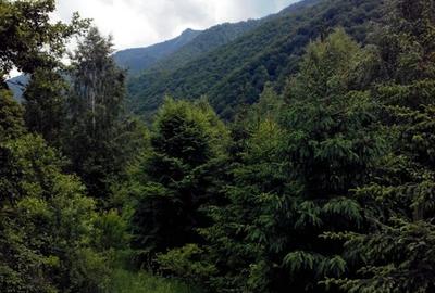 Proprietate rară în inima Retezatului – 5.700 mp teren intravilan - 12