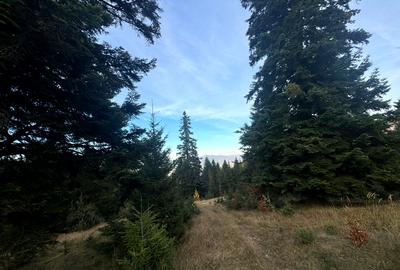 Vanzare 5,3 ha pasune deasupra Voronetului Suceava - Proiect Turistic - 14
