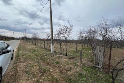 Teren vanzare, 8000 m2, Danicei, Cuca, Arges - 1