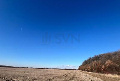 REL4000892 Corbeana - Ostratu 15200 mp langa padure - 6