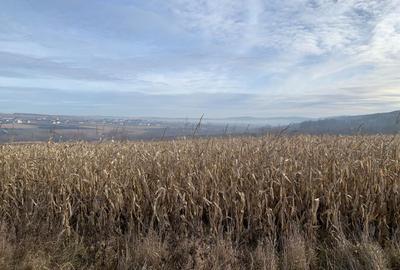 Teren intravilan de vânzare | Cajvana | 7.800 mp - 1