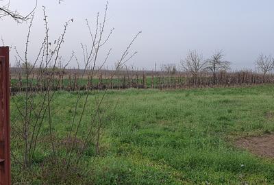 Teren intravilan 2300mp Sarulesti Sat Calarasi - 14