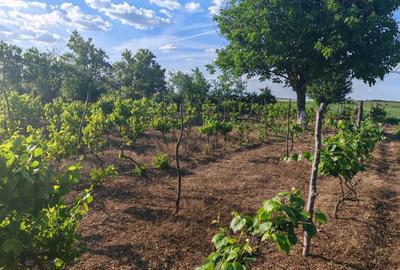 VANZARE CASA INDIVIDUALA - 31