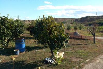 CASA 8 camere + teren intravilan, Silistea, St - 16.000 mp - 3
