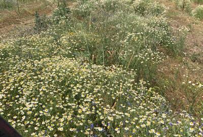 FERMA DE VANZARE! Pomi fructiferi, ,Oboga, Bals, Jud Olt - 26