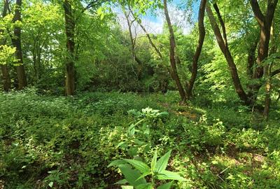 Teisori domeniul verde cu baltă de pește ,Neajlov,,Padure - 9