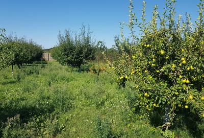 Petresti - Corbeanca 4648 mp intravilan desch. 33 m, utilitati, acces asfaltat - 13