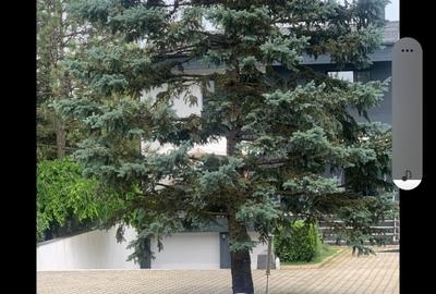 Snagov ghermanesti  vila mobilata  lux 5 cam 5 bai - 6