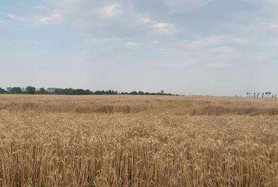 Stefanesti de Jos DJ200 Vanzare Teren  intravilan  3 HA - 3