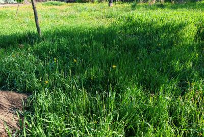 Teren rezidential intre case zona Mihai Eminescu - 2