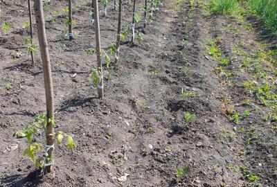 Casa 20 km de Bistrita 1400 mp teren - 8